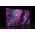 Telewizor Kruger&Matz Telewizor Kruger&amp|Matz 43&quot| FHD smart DVB-T2/S2 H.265 Hevc