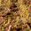 Gamers Grass Gamers Grass: Grass tufts - 2 mm - Beige Tufts (Wild)