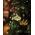 Konstsmide Sirius Home 37653, Fairy lights, Bordeaux, Glass, Ambience, Universal, Flexible