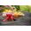 Brother TZE-RW54, PT-P900W, PT-H500, PT-P750W, PT-P950NW, PT-D600VP, PT-D800W, Gold, Thermal transfer, Red, Brother, 2.4 cm