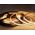 Taśma LED ECOLIGHT2 EcoLight EC67799/01-008 taśma LED COB NW IP20 45W 9W/m 5m 4000K