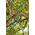 Gardena Trzonek teleskopowy Combisystem 160-290 cm 03720-20