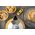 Toster DeLonghi CTOC 2103.Y