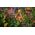 Minecraft Dungeons Ultimate Edition Nintendo Switch