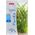 Zolux Plantkit Idro N°4