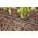Gardena Gardena Micro-Drip-System drip irrigation hedges/bushes set, 50 meters, drippers (black, model 2023, above and below ground)