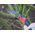 SILKY Silky Pruning Saw F180 180-7,5 rough (143-18)