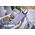 Powerbank Intenso PowerBank Intenso F10000 Purple 10000mAh