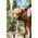 Karcher Pet wash brush
