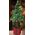 Choinka materiałowa 25 led teleskopowa 40-70cm
