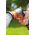 Gardena Gardena Classic irrigation shower loose - 18311-50