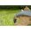 Gardena GARDENA textile hose Liano Xtreme 1/2, 15 meter set (dark grey/orange, model 2023, incl. cleaning syringe, 2 tap connectors)