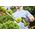 Ryobi Ryobi Grass / Hedge Trimmer - 18V