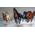 Norimpex Diamentowa Mozaika Konie W Galopie, 40x80cm,
