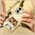 Nimmy case iPhone 16 6.1" khaki Big Eyed Pet 2.0 Cat