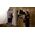 Lampa studyjna Aputure Wrota Aputure F10 Barn Doors