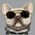 Nimmy iPhone 16 6.1" case gray/gray Glasses Cool Dog