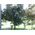 SunnyLife Filtr Polaryzacyjny Cpl Do Kamery Insta360 Go 2