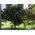 SunnyLife Filtr Polaryzacyjny Cpl Do Kamery Insta360 Go 2