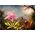 Bluebird Puzzle Puzzle 1000 Orchidea Cattleya i trzy kolibry
