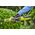 Ryobi Ryobi RY36LT33A-120 36 V Line Trimmer