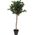 ProGarden Drzewko oliwne w donicy duże 94 cm