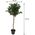 ProGarden Drzewko oliwne w donicy duże 94 cm