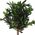 ProGarden Drzewko oliwne w donicy duże 94 cm