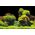 Aqua Nova AQUA NOVA BACKGROUND L 100/50 ROCK/PLANTS 7914532 5903031442779