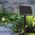 Forever Light LED Solar Garland SUNARI FLS-60 7,5m 10 bulbs IP44 5907457732704