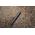 Selfie stick PGYTECH Uchwyt selfie PGYTECH P-GM-174 96cm