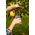 Προμήθεια κλαδευτήρι CRAZY 200 mm (μέγ. 30 mm) 13486728 4744201010906