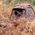 Buteo Photo Gear Buteo Photo Gear Buteo Mark III 14265410 8718127032393
