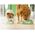 Friskies Dog Junior Kurczak i marchewka w sosie saszetka 85g