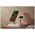 Torras Etui Torras Pstand Series dla iPhone 16 Pro (Czarne)