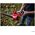 LEAF BLOWER CORDLESS 20V BARE GB1E0331CA