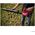 LEAF BLOWER CORDLESS 20V BARE GB1E0331CA
