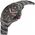 Swiss Military Hanowa Puma SMWGH2100341