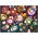 Schmidt Spiele Puzzle PQ 500 Kotppuccino G3