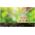 BULB LED ST64 E27 4W 830 806LM FIL ULTR