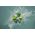 FROISSES Kubek seszelowy 80 ml