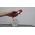 Daugiafukcis termometras IR 40-300degC| -40-300degC | IP54, Max/Min/Skirtumas/matavimo rakinimasl UNI-T