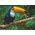 Dodo Puzzle "Tukan" 500 Elementów Układanka Kolorowa Zestaw Dla Dzieci Dorosłych