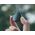 Filtr Hybrydowy 2w1 Polaryzacyjny Pl Nd32 Do Dji Osmo Action 5 Pro / 5pro / 4 / 3 / Fi903-32p