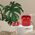 TWS Guess Glossy Effect Printed Classic Logo & Charm Red Headphones