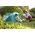 Four-person tent BESTWAY COOLMOUNT 4, 210 x 240 x 100 cm