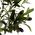 Ibergarden Τεχνητή ελιά σε γλάστρα GRON, 130 cm 14195271 8430852795830