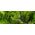 Exo Terra Roślina sztuczna – Paproć Boston Fern, M