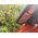 Husqvarna Leaf blower HUSQVARNA 525BX