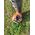 Husqvarna Leaf blower HUSQVARNA 525BX